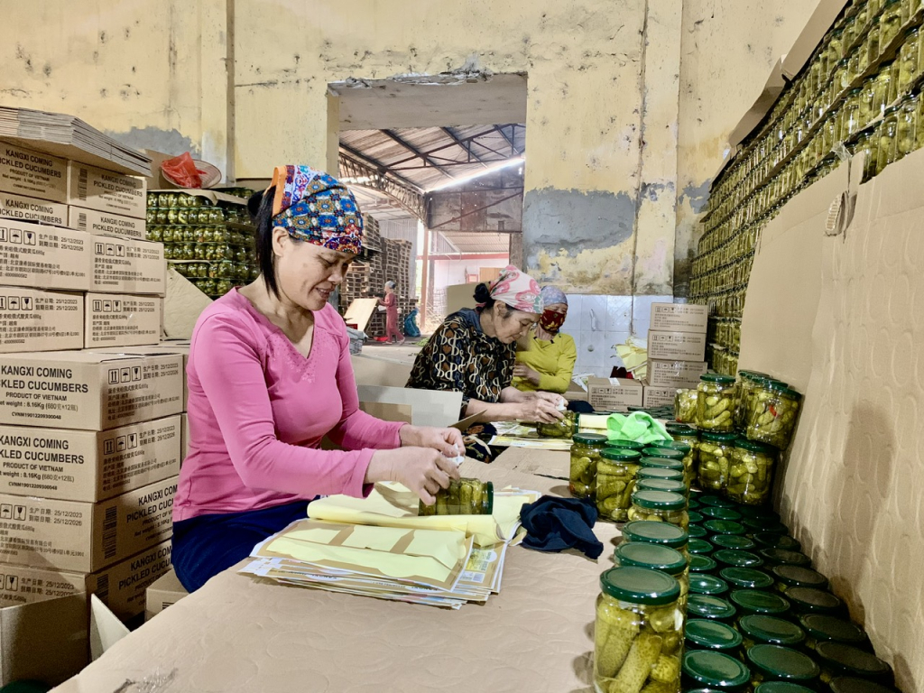 Công nhân sản xuất sản phẩm Dưa chuột đóng lọ tại Công ty TNHH Thành Yên, thị trấn Vương (Tiên Lữ)