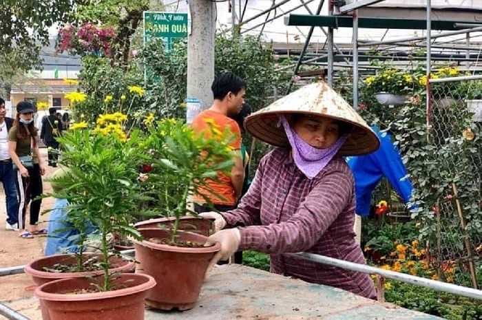 Nông dân xã Phụng Công (Văn Giang) chăm sóc hoa phục vụ tết