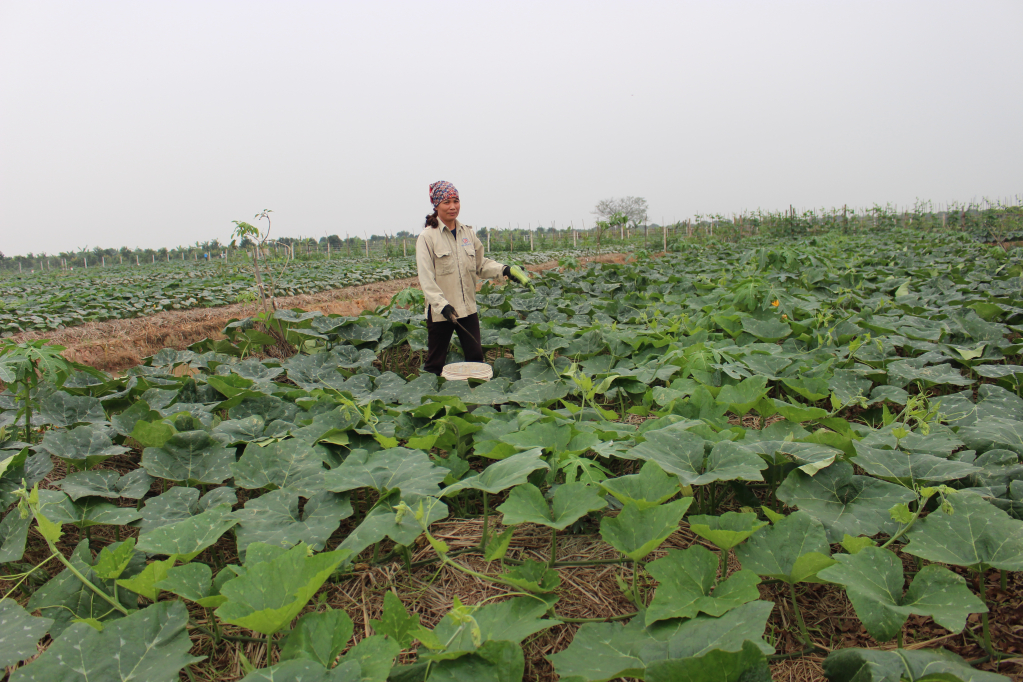 Nông dân huyện Phù Cừ trồng bí đỏ cho hiệu quả kinh tế cao