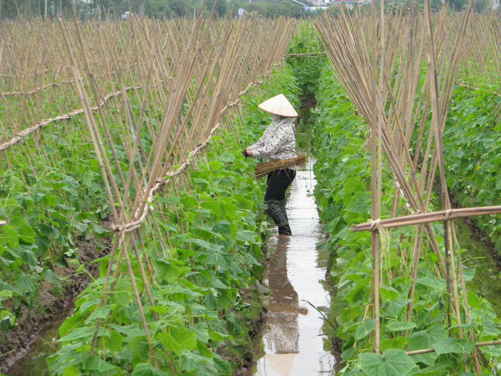Mô hình trồng dưa chuột tập trung, quy mô lớn của huyện Kim Động