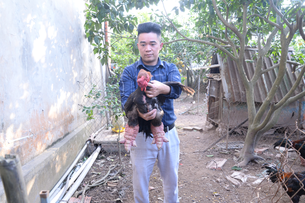 Sản phẩm gà Đông Tảo của gia đình anh Nguyễn Văn Quân, thôn Đan Kim, xã Đông Tảo (Khoái Châu) được khách hàng đánh giá cao