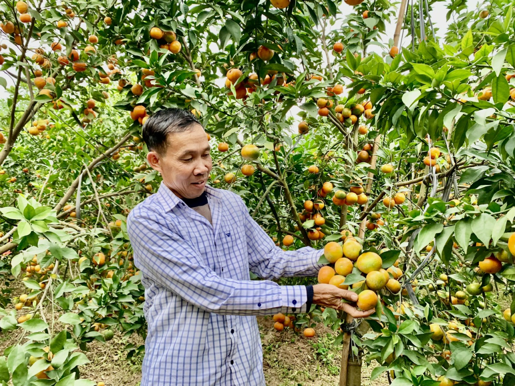 Vườn cam đường canh sai trĩu quả của gia đình anh Nguyễn Văn Tiến, xã Tứ Dân (Khoái Châu)