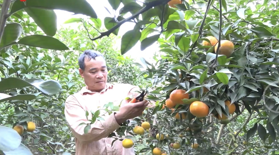 Nông dân xã Đồng Thanh (Kim Động) chuẩn bị thu hoạch cam đường canh phục vụ thị trường dịp Tết Nguyên đán
