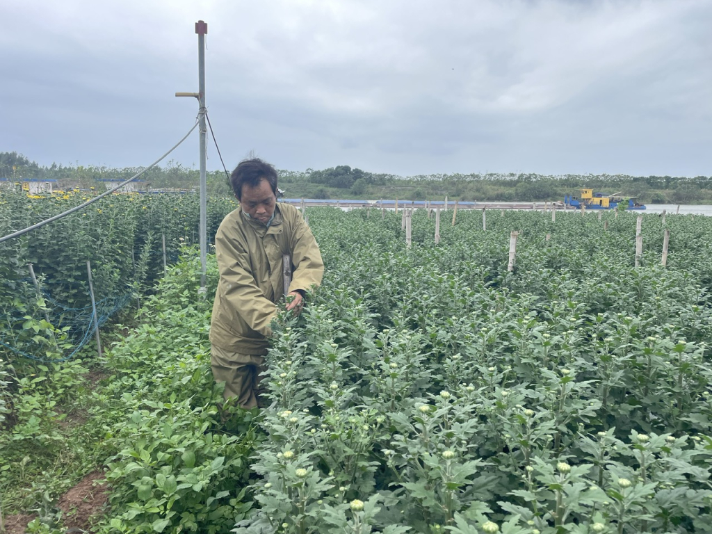 Vườn hoa cúc của gia đình ông Nguyễn Thế Tuân, xã Thụy Lôi (Tiên Lữ)