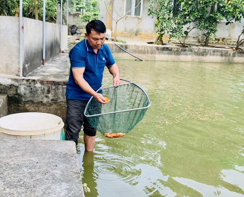 Thành viên Hợp tác xã Thủy sản Hưng Phát, xã Quang Hưng (Phù Cừ) thu hoạch cá chép đỏ
