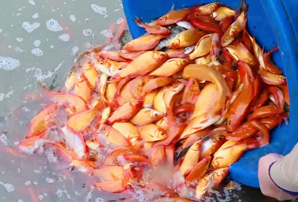 Cá chép của Hợp tác xã Thủy sản Hưng Phát, xã Quang Hưng (Phù Cừ) có hình dáng đẹp, đỏ đều, cá sống khỏe… nên được thị trường ưa chuộng