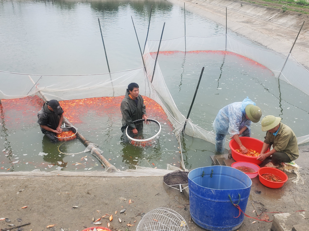Thu hoạch cá chép đỏ tại HTX nuôi trồng thuỷ sản xã Hạ Lễ (Ân Thi)
