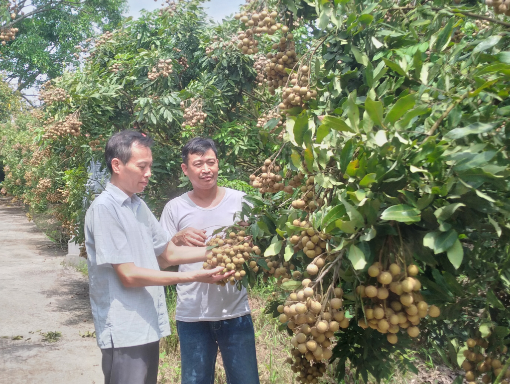 Một số nhà vườn tại xã Hồng Nam (thành phố Hưng Yên) trồng nhãn theo hướng hữu cơ cho hiệu quả kinh tế cao