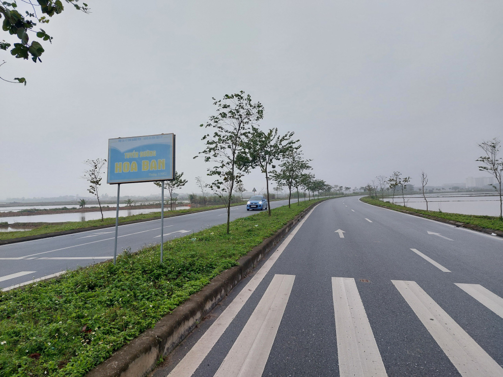 Tuyến đường trồng cây hoa ban do Hội Liên hiệp Phụ nữ huyện Tiên Lữ trồng và chăm sóc