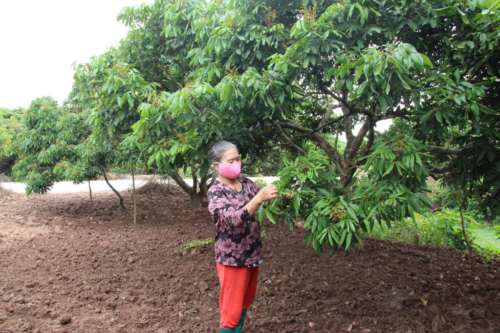 Vùng trồng nhãn tập trung cho hiệu quả kinh tế cao tại xã Hồng Nam (thành phố Hưng Yên)
