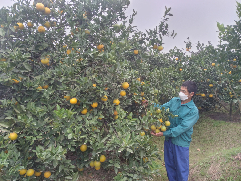 Xã Tam Đa (Phù Cừ) mở rộng diện tích trồng cam theo hướng tập trung quy mô lớn