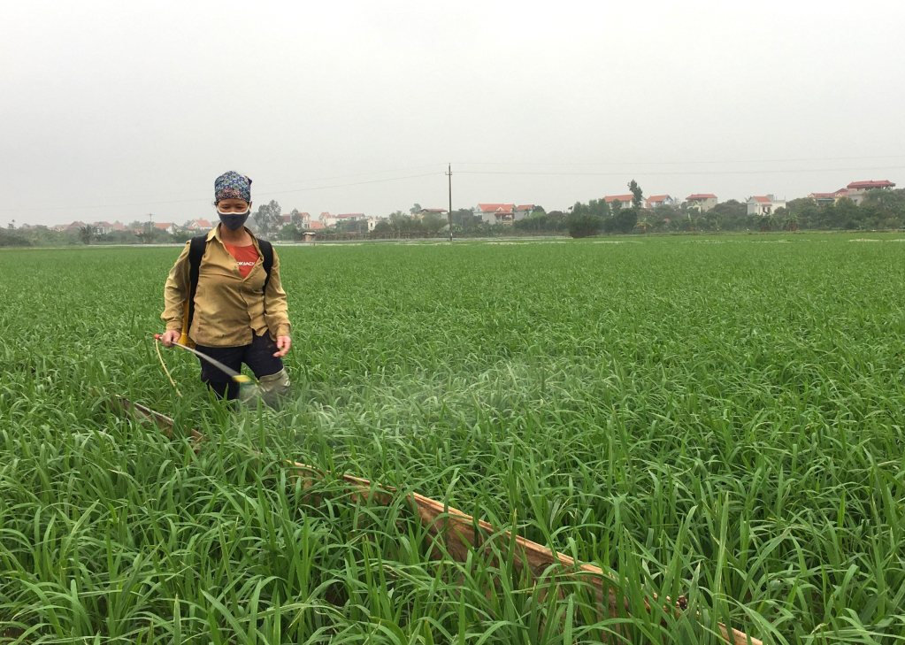 Nông dân huyện Phù Cừ phòng trừ sâu bệnh hại lúa