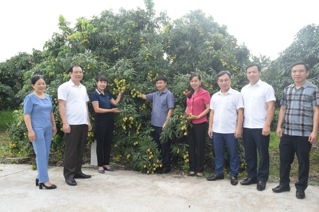 Các đại biểu tham quan vùng trồng vải lai chín sớm Phù Cừ tại xã Tam Đa