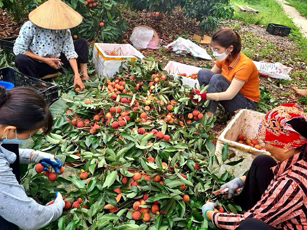  Nông dân xã Đa Lộc (Ân Thi) thu hoạch vải lại chín sớm
