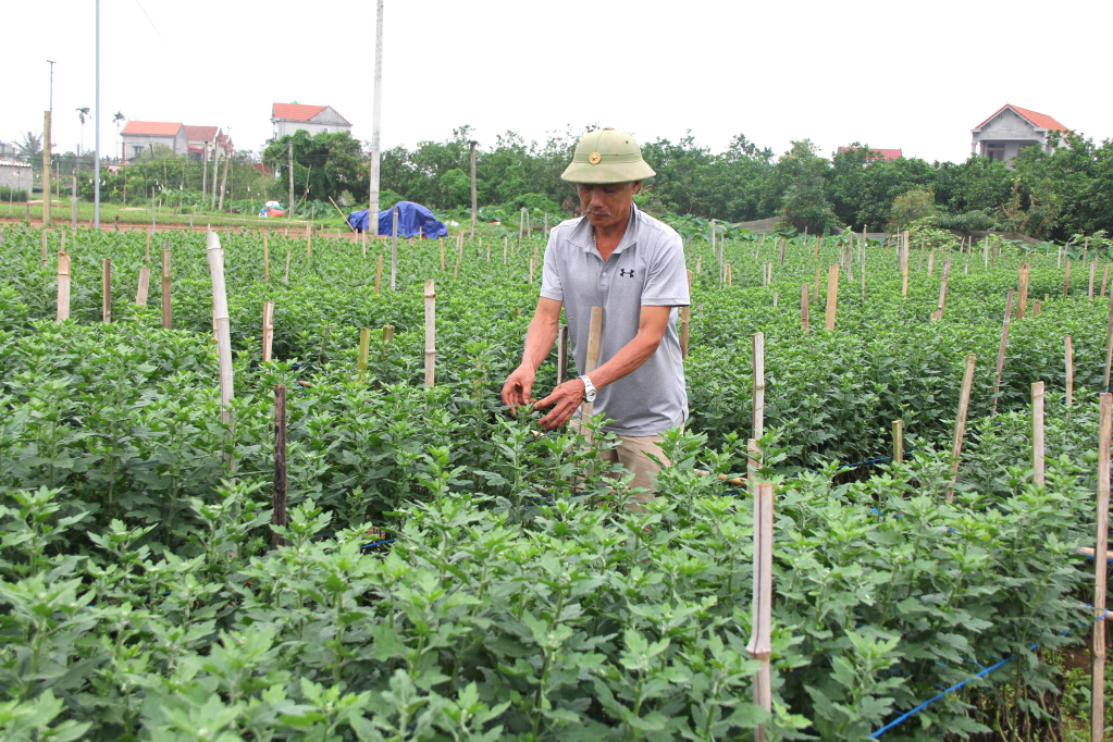 Người dân xã Chính Nghĩa (Kim Động) mở rộng diện tích trồng hoa tập trung cho hiệu quả kinh tế cao.