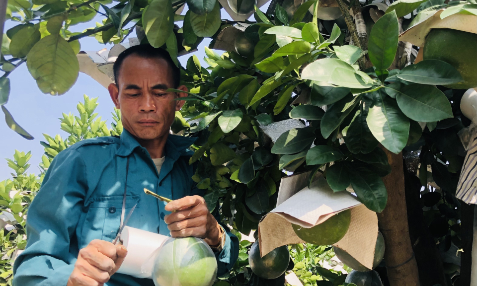 Nông dân Văn Giang vào mùa ghép quả trên cây bưởi cảnh 