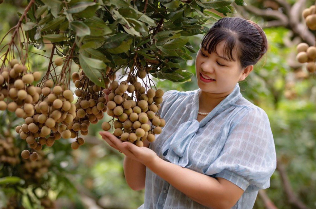 Nhũng chùm nhãn Hương chi thơm ngon của nông dân xã Hồng Nam (thành phố Hưng Yên)