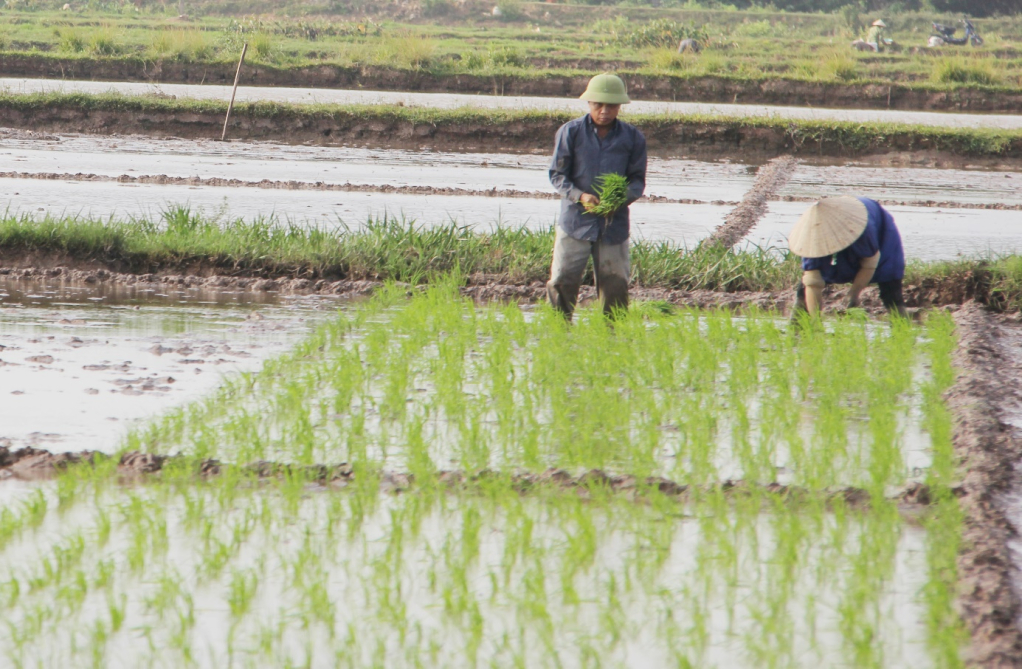 Nông dân xã Việt Hoà (Khoái Châu) gieo cấy lúa mùa