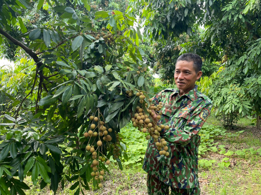 Nông dân xã Ngọc Thanh (Kim Động) thu hoạch nhãn