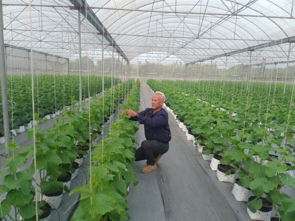 Mô hình sản xuất nông nghiệp ứng dụng công nghệ cao ở xã Tống Trân (Phù Cừ)