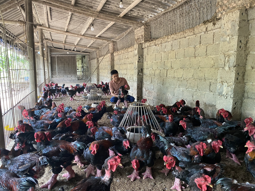 Người dân xã Đông Tảo (Khoái Châu) chăn nuôi gà Đông Tảo theo quy trình VietGAHP
