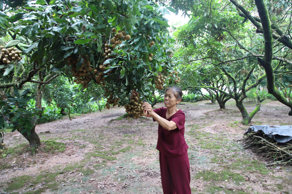 Vùng trồng nhãn xuất khẩu của HTX nhãn lồng Quảng Châu (thành phố Hưng Yên)