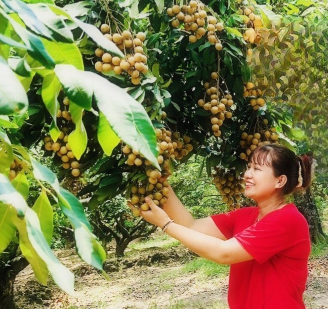 Nông dân xã Hồng Nam thu hoạch nhãn