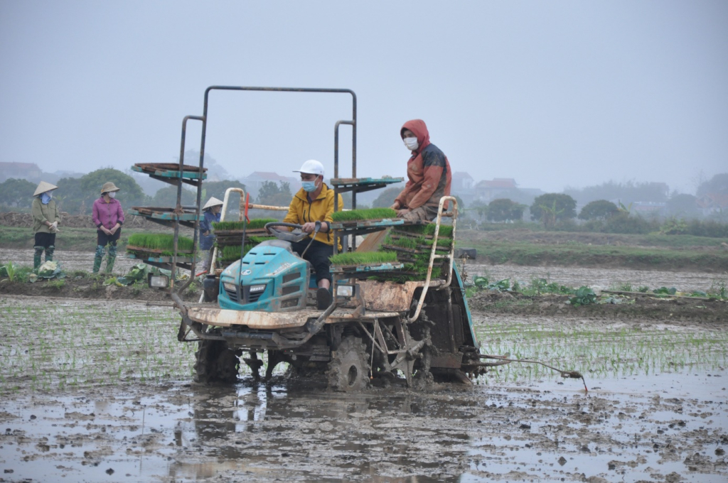 Cơ giới hóa trong sản xuất lúa góp phần giảm chi phí, tăng hiệu quả kinh tế