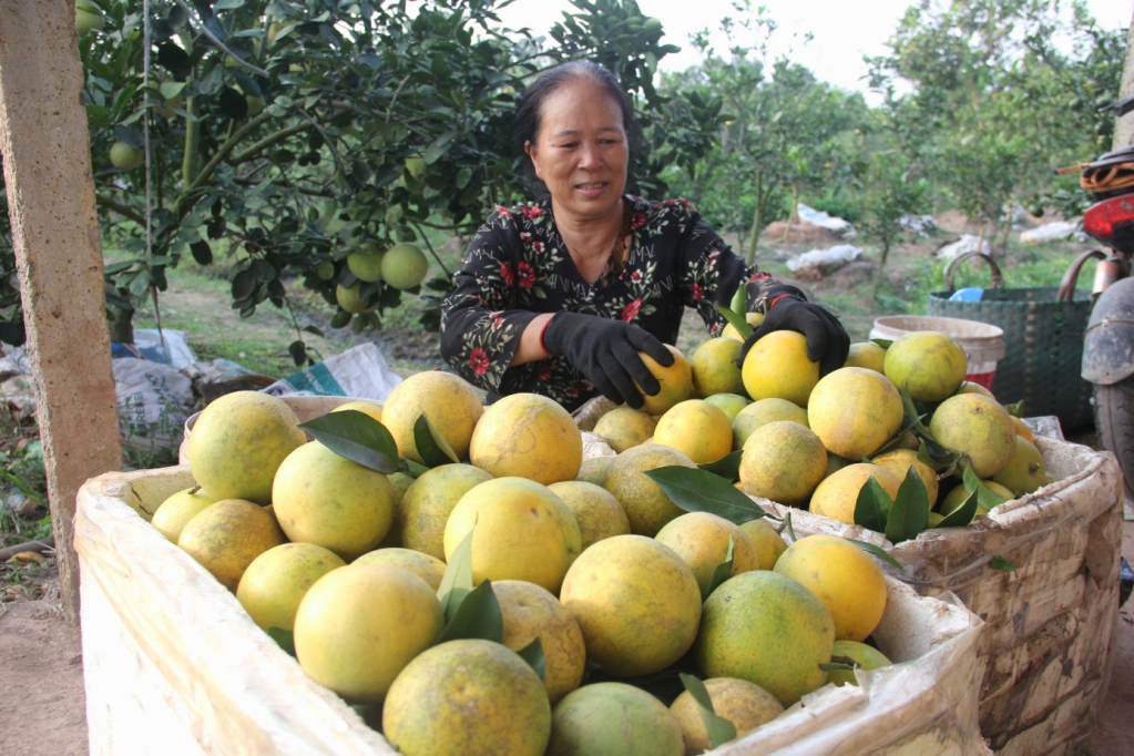 Nông dân huyện Phù Cừ trồng cây ăn quả theo tiêu chuẩn VietGAPcho hiệu quả kinh tế cao