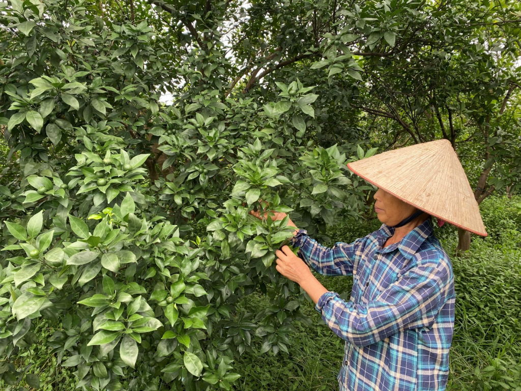 Trang trại trồng cam của người dân ở xã Tân Dân (Khoái Châu)