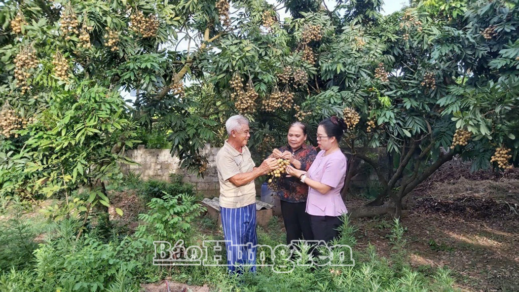 Các thành viên Hợp tác xã nhãn lồng Nễ Châu (thành phố Hưng Yên) trao đổi kinh nghiệm trồng nhãn theo tiêu chuẩn VietGAP 