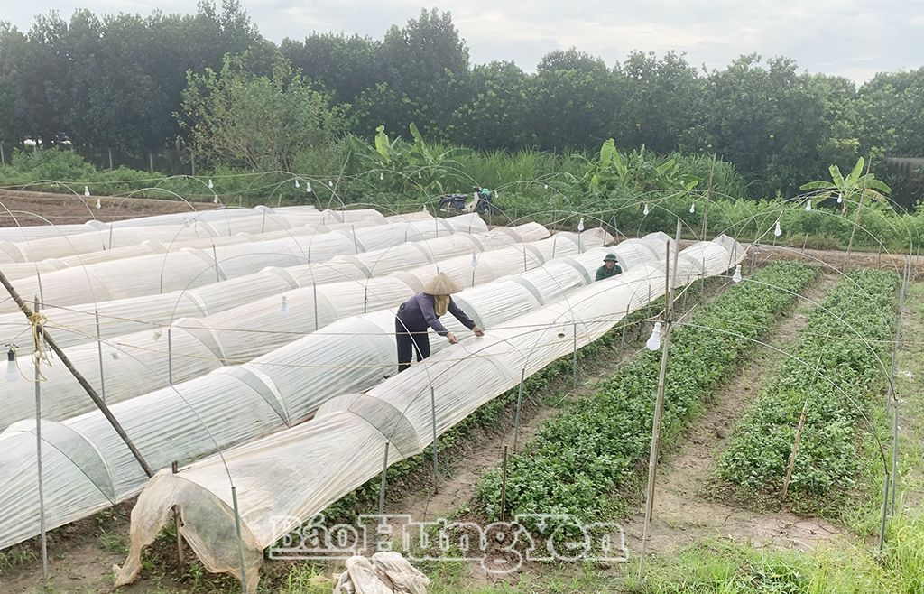 Nông dân xã Chính Nghĩa (Kim Động) căng ni-lông bảo vệ diện tích hoa cúc mới gieo trồng (ảnh chụp 17 giờ ngày 6/9)