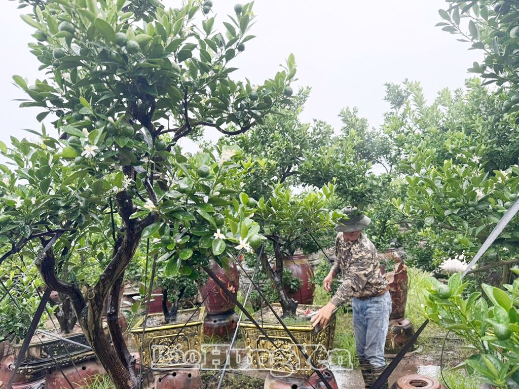 Nông dân xã Thắng Lợi (Văn Giang) chằng, chống cây cảnh ứng phó với bão số 3 (ảnh chụp 9 giờ ngày 7/9)