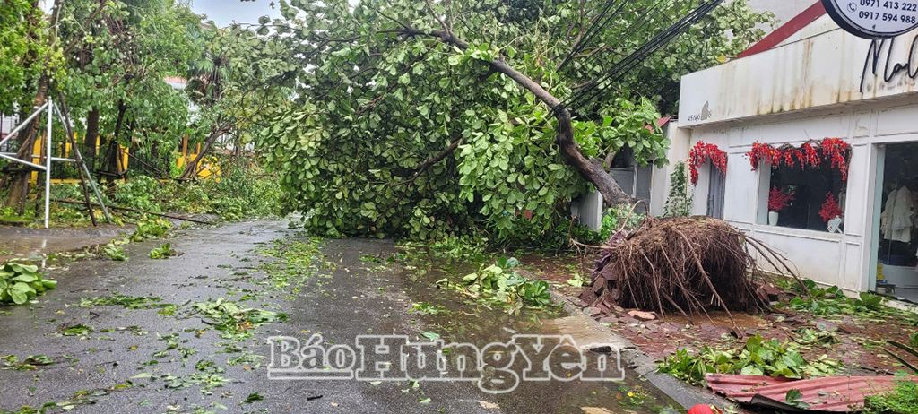 Nhiều cây xanh trên địa bàn tỉnh Hưng Yên bị đổ gãy do bão số 3 gây ra