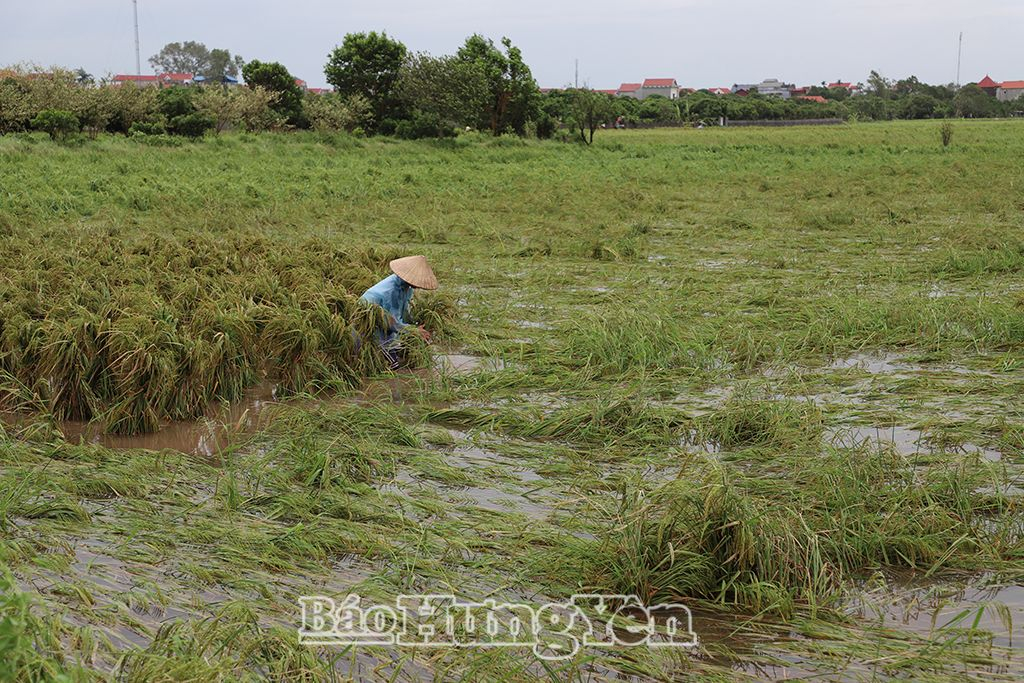 Nông dân huyện Ân Thi dựng buộc lúa bị đổ