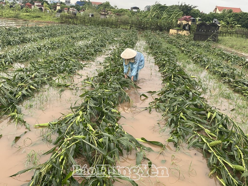 Nhiều diện tích rau màu của xã Nhật Tân (Tiên Lữ) bị ngập, gãy đổ