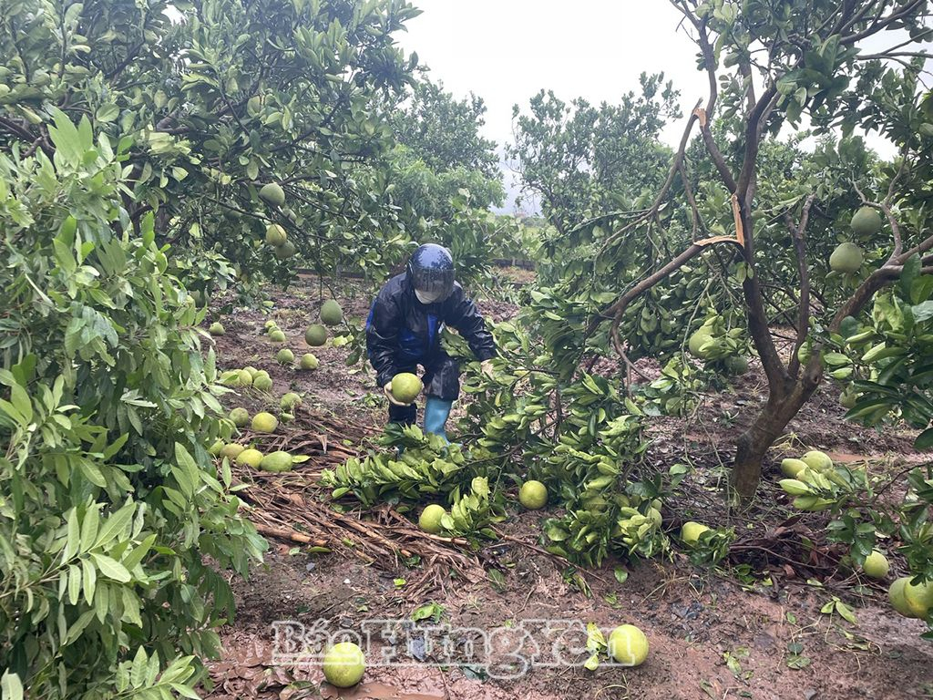 Diện tích trồng cây ăn quả của nông dân xã Hưng Đạo (Tiên Lữ) bị thiệt hại do bão số 3