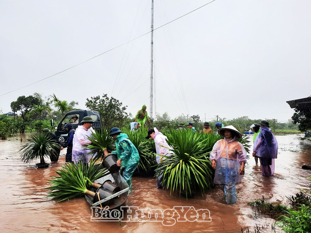 Các lực lượng chức năng của huyện Kim Động và xã Thọ Vinh giúp Nhân dân ngoài đê sông Hồng di chuyển tài sản, hoa màu tránh lũ