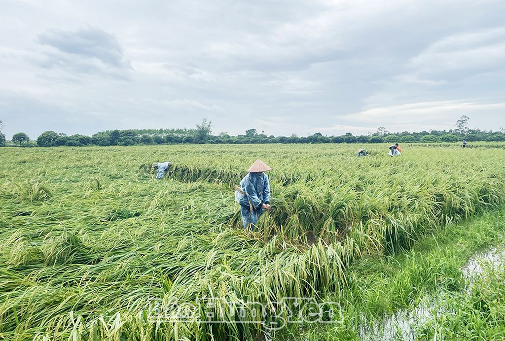 Cơn bão số 3 đã làm cho hàng nghìn héc-ta lúa trên địa bàn tỉnh ta đổ rạp