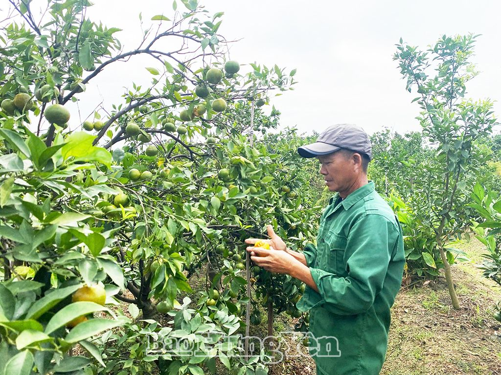 Hội viên nông dân xã Tam Đa (Phù Cừ) chăm sóc vườn cam