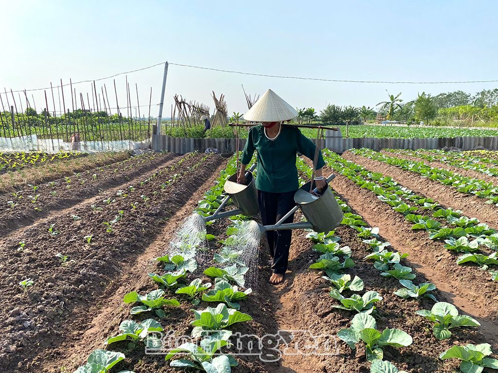 Nông dân xã Tứ Dân chăm sóc rau màu vụ đông