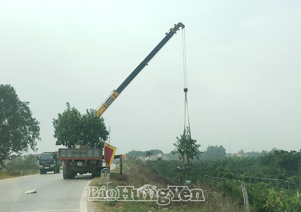 Vận chuyển bưởi cảnh ở xã Thắng Lợi (Văn Giang)