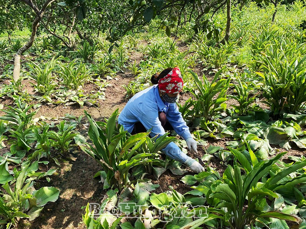 Nông dân xã Tân Dân (Khoái Châu) thu hoạch địa liền