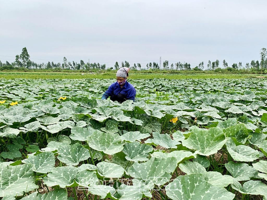 Nông dân xã Vĩnh Xá (Kim Động) thu hoạch bí ngô bao tử