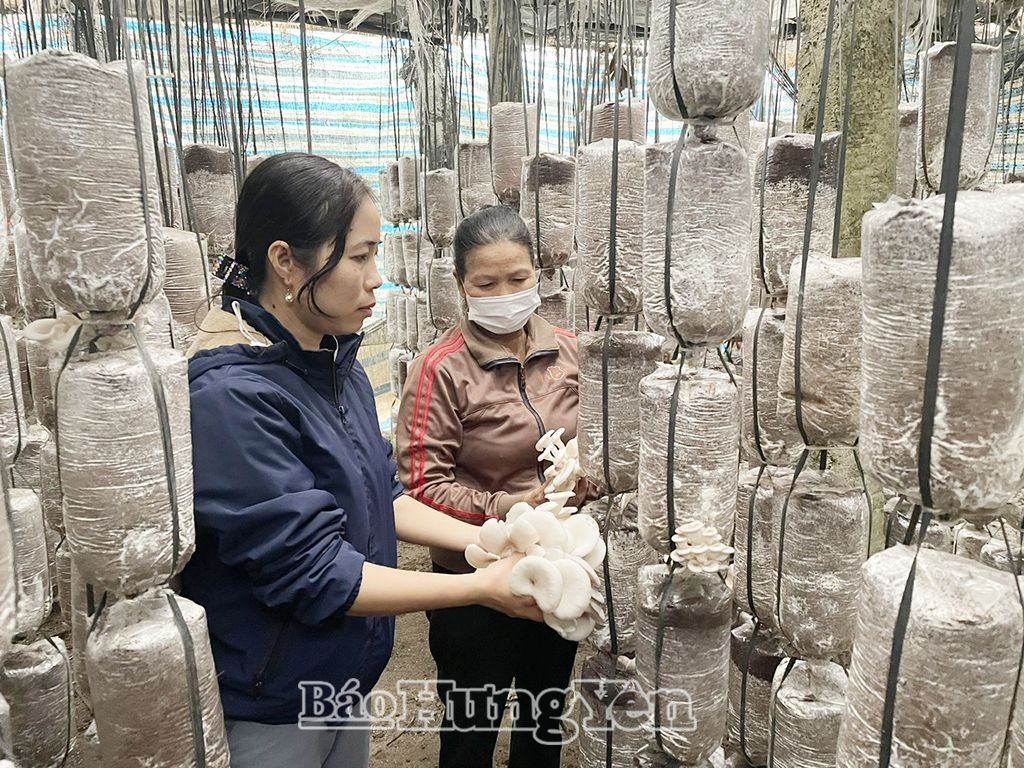 Mô hình trồng nấm cho hiệu quả kinh tế cao ở xã Lệ Xá (Tiên Lữ)