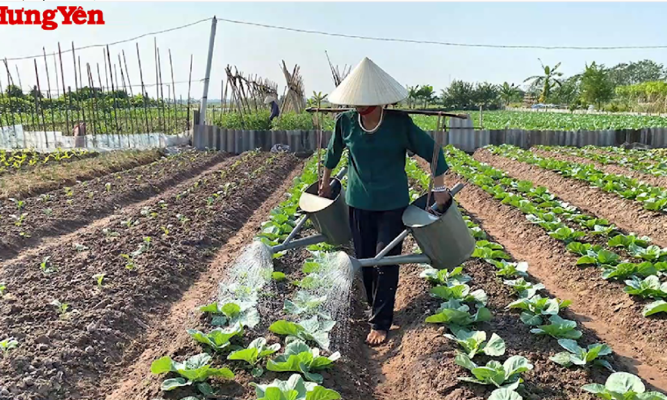 Tản văn: Chiều đông