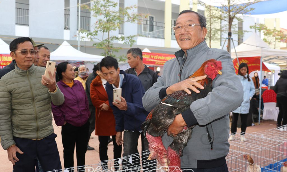 Hội thi gà Đông Tảo toàn quốc lần thứ tư năm 2024