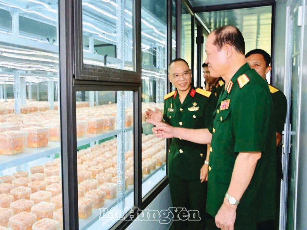 CCB Nguyễn Phúc Hưng (bên trái) trồng nấm đông trùng hạ thảo