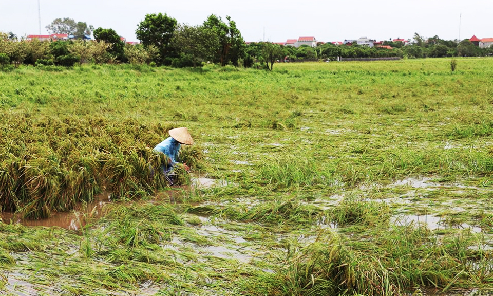 <div class="img-title img-title-hover">Nông dân huyện Ân Thi dựng buộc lúa bị đổ</div>