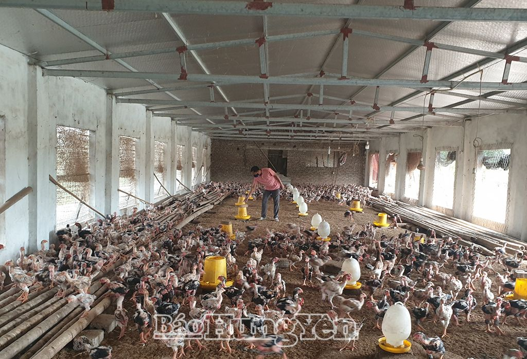 Anh Phan Giang Ðông ở thôn Yên Trung, xã Việt Hoà (Khoái Châu) tái đàn gà sau tết